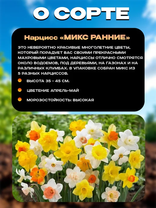 Нарцисс луковицы многолетние Таити 5 шт, 10 шт, фото 2