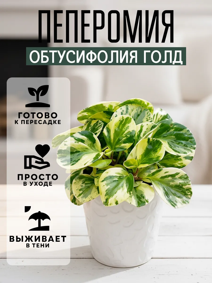 Пеперомия Обтусифолия Голд черенок 1 шт. комнатное растения