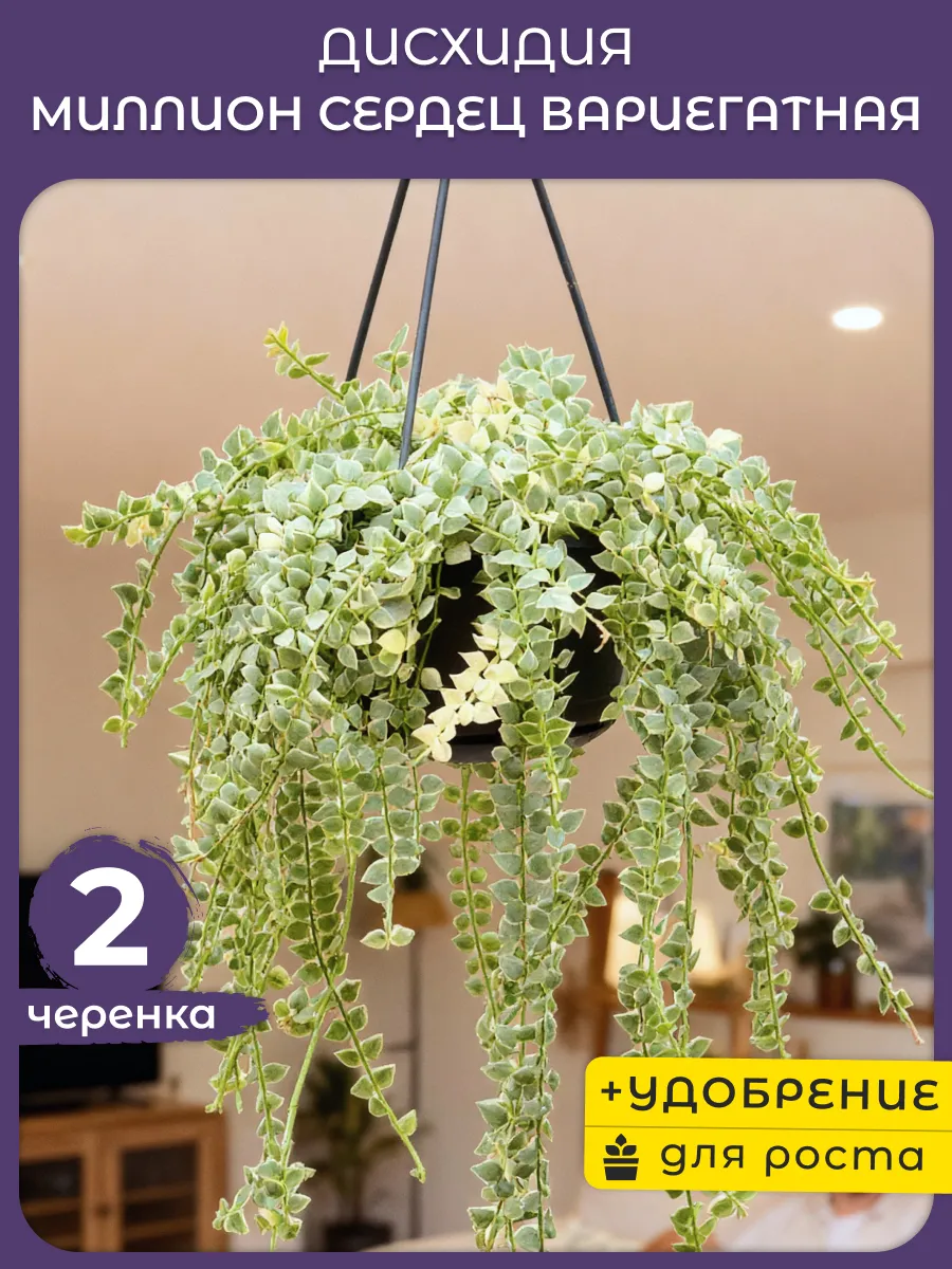 Дисхидия Сердечки Вариегатная черенки 2шт комнатное растение
