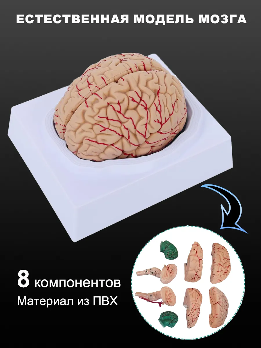 Разборная модель мозга из ПВХ, натуральная величина