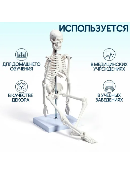 Славный малыш Анатомическая модель скелета человека 45 см, вариант, фото 2