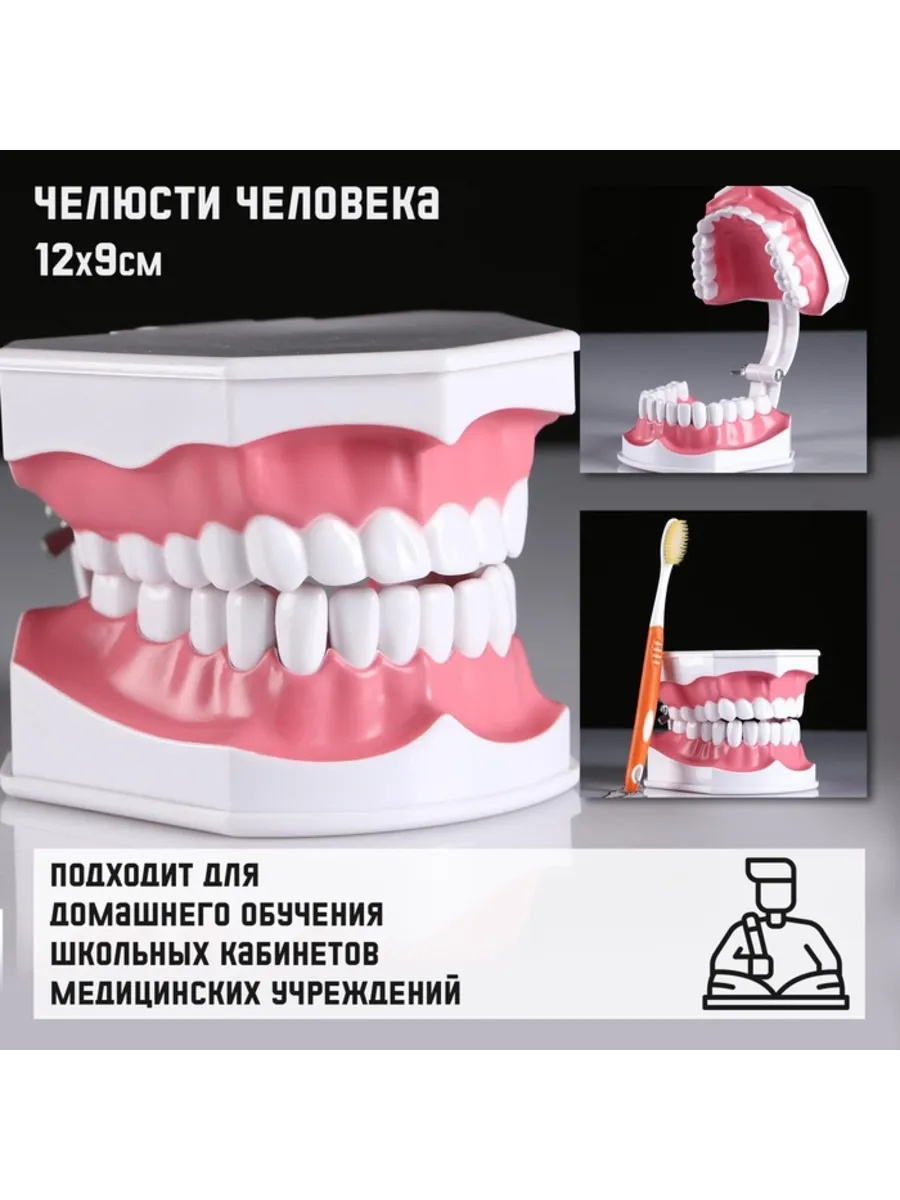 Анатомическая модель челюсти человека 12х9 см