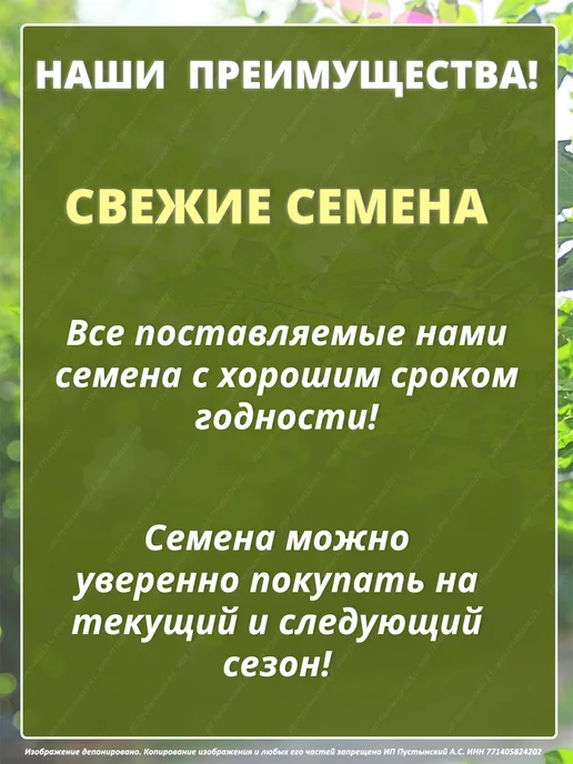 Семена мелисса для сада дачи посадки, вариант, фото 4