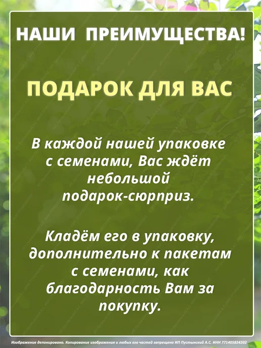 Семена мелисса для сада дачи посадки, вариант, фото 7