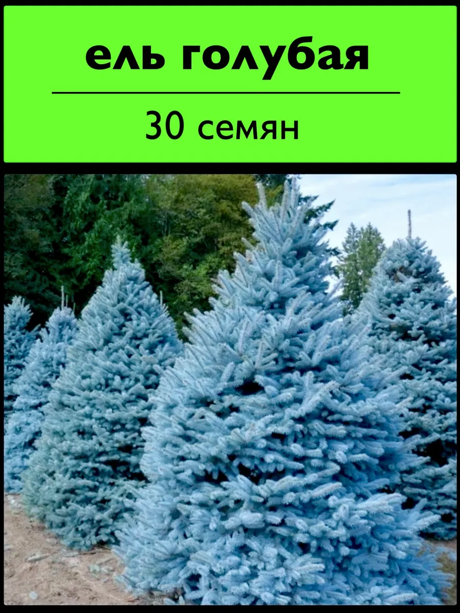 Ель голубая семена 30 штук